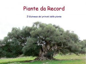 Piante da Record Il Guinness dei primati delle