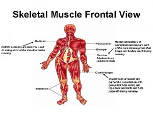 Skeletal Muscle Frontal View Deltoid Biceps are muscles