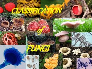 CLASSIFICATION of FUNGI System proposed by GC Ainsworth