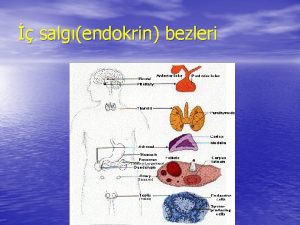 salgendokrin bezleri HORMONLARIN ETK MEKANZMASI HPOTALAMUSUN HORMONAL SSTEM