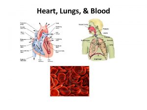 Heart Lungs Blood I Double Circulation the double