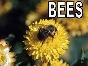 Bees make honey abcteach com Many different types