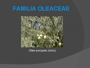 FAMILIA OLEACEAE Olea europea olivo Generalidades Son una
