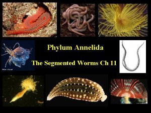 Phylum Annelida The Segmented Worms Ch 11 Annelida