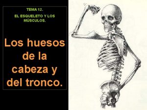 Huesos tronco