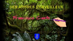 DES ARBRES MERVEILLEUX Un olivier millnaire dans lle