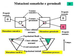 Mutazioni somatiche e germinali Progenie normale Tessuto somatico
