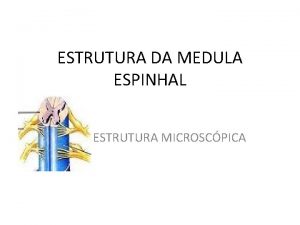 ESTRUTURA DA MEDULA ESPINHAL ESTRUTURA MICROSCPICA ESTRUTURA DO