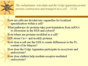 The endoplasmic reticulum and the Golgi apparatus permit