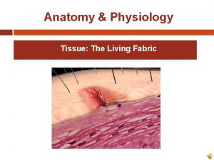 Anatomy Physiology Tissue The Living Fabric Anatomy Physiology