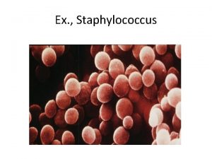 Ex Staphylococcus The Staphylococci Staphylococci are Grampositive spherical