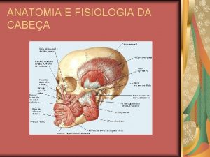 ANATOMIA E FISIOLOGIA DA CABEA ANATOMIA E FISIOLOGIA