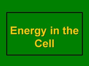 Energy in the Cell Cell Energy All living