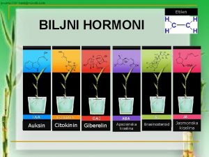 Etilen biljni hormon