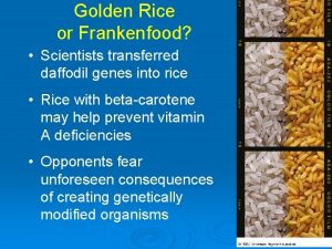 Golden Rice or Frankenfood Scientists transferred daffodil genes