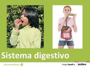 Sistema digestivo O sistema digestivo composto pelo tubo