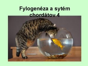 Fylogenza a sytm chordtov 4 Trieda Actinopterygii loplutvovce