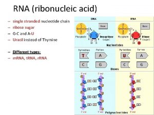 RNA ribonucleic acid single stranded nucleotide chain ribose