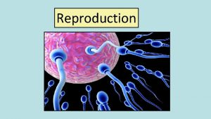 Reproduction Sperm are made in the testes Tail