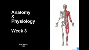 Anatomy Physiology Week 3 July August 2020 Anatomy