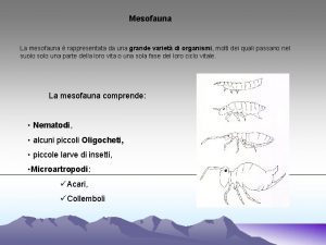 Mesofauna La mesofauna rappresentata da una grande variet