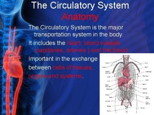 The Circulatory System Anatomy The Circulatory System is