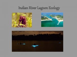 Indian River Lagoon Ecology What is a lagoon