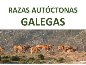 RAZAS AUTCTONAS GALEGAS RAZAS GANDEIRAS AUTCTONAS Galiza conta