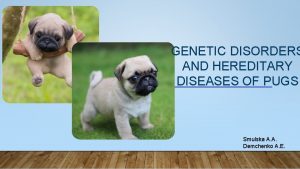 GENETIC DISORDERS AND HEREDITARY DISEASES OF PUGS Smulska