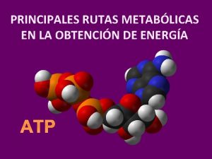 PRINCIPALES RUTAS METABLICAS EN LA OBTENCIN DE ENERGA