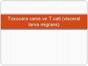 Toxocara canis ve T cati visceral larva migrans