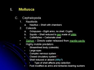 I Mollusca C Cephalopoda 1 Nautiloids a 2