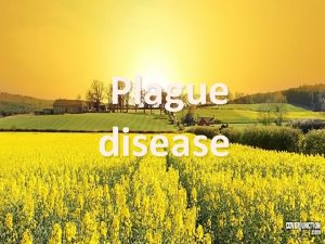 Plague disease Plague is a deadly infectious disease
