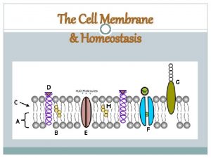 The Cell Membrane Homeostasis Homeostasis The ability to