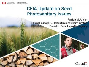 CFIA Update on Seed Phytosanitary issues Patricia Mc