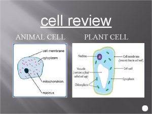 cell review ANIMAL CELL PLANT CELL Labeling Plant