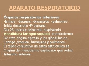 APARATO RESPIRATORIO rganos respiratorios inferiores laringe traquea bronquios