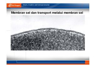 Membran sel dan transport melalui membran sel Membran