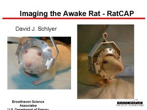 Imaging the Awake Rat Rat CAP David J