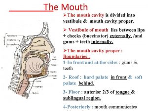 The Mouth The mouth cavity is divided into