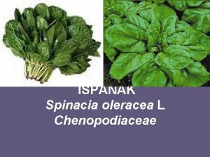 ISPANAK Spinacia oleracea L Chenopodiaceae Ekonomik nemi Anavatan