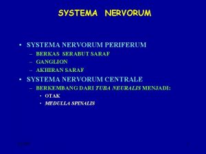 SYSTEMA NERVORUM SYSTEMA NERVORUM PERIFERUM BERKAS SERABUT SARAF