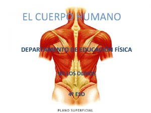 EL CUERPO HUMANO DEPARTAMENTO DE EDUCACIN FSICA IES