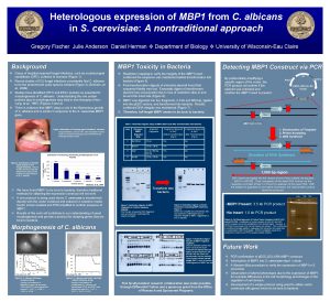 Heterologous expression of MBP 1 from C albicans