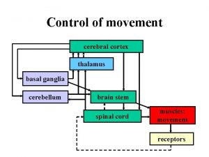 Control of movement cerebral cortex thalamus basal ganglia