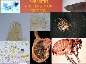 PARASITES CRITTERS IN OR CRITTERS PARASITES SO WHAT