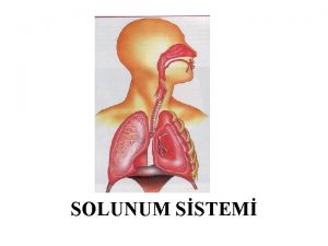 SOLUNUM SSTEM Solunum Sistemi Solunum sisteminin grevi vcudumuz