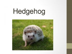 Hedgehog Background Family Erinaceinae 15 species throughout Asia