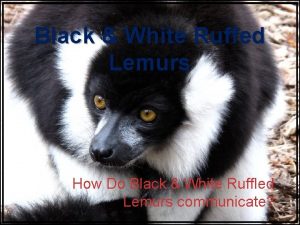 Black White Ruffed Lemurs How Do Black White