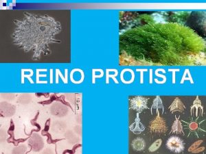 REINO PROTISTA CARACTERSTICAS GERAIS Tambm denominado Protoctista representado